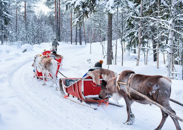 Personas montando Reno trineo caravana en el bosque de invierno en Rovaniemi —  Fotos de Stock