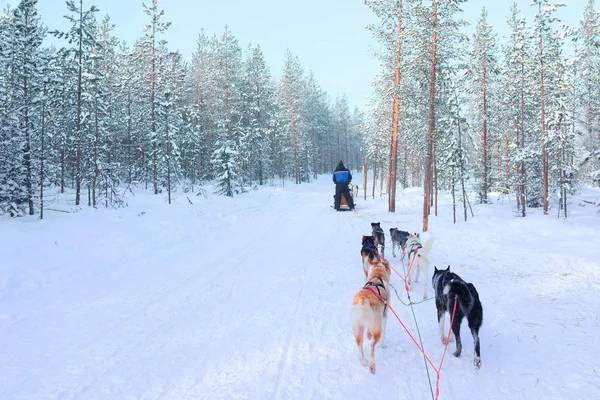 Kişi sürme husky kızak kış Fin ormandaki Lapland içinde