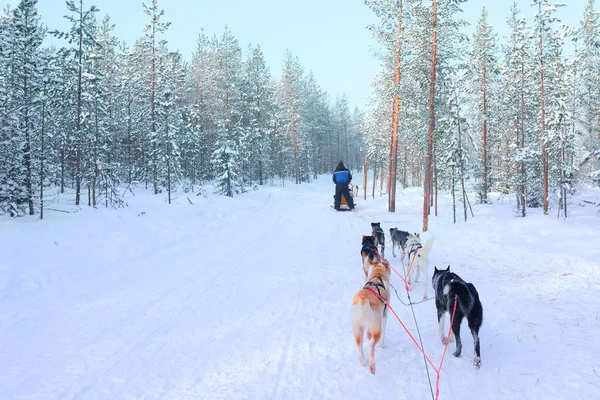 Persoon paardrijden husky-slee in Lapland in de winter Finse bos — Stockfoto