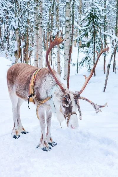 Renos en la granja en invierno Rovaniemi Laponia Norte de Finlandia —  Fotos de Stock