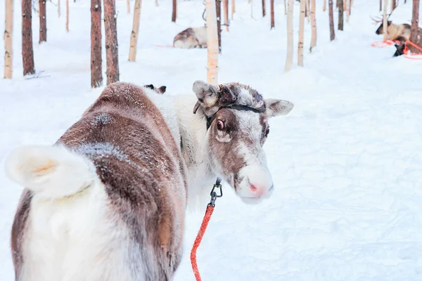 Renifery w farmie w zimie Rovaniemi Laponii północnej Finlandii — Zdjęcie stockowe