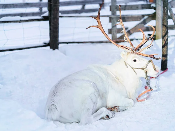 Renos en granja de invierno Laponia Rovaniemi Finlandia —  Fotos de Stock