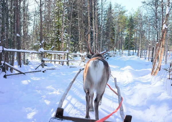 Carrera de trineo de renos Laponia Finlandia Rovaniemi —  Fotos de Stock