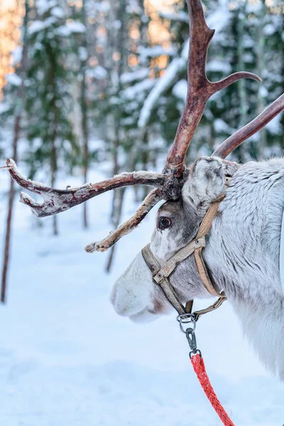 Renos en granja invierno Laponia Rovaniemi Norte de Finlandia —  Fotos de Stock