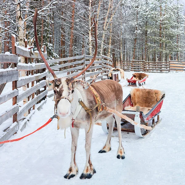 Rentiere mit Schlitten im Winterwald in Lappland, Finnland — Stockfoto
