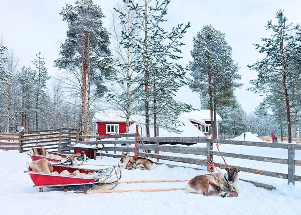 Renna con slitta nel bosco in inverno Rovaniemi Lapponia Finlandia — Foto Stock