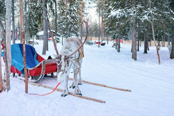 Sob s sáně v lese v zimě Laponska Rovaniemi, Finsko — Stock fotografie