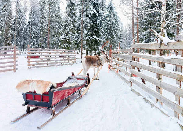 Renna con slitta nella foresta invernale di Rovaniemi Lapponia Finlandia — Foto Stock