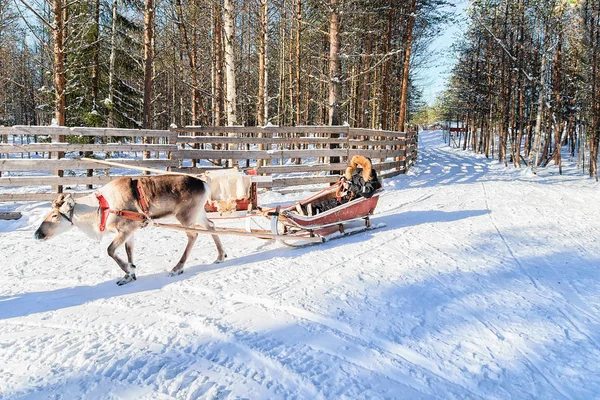 Frau reitet Rentierschlitten im Winter rovaniemi — Stockfoto