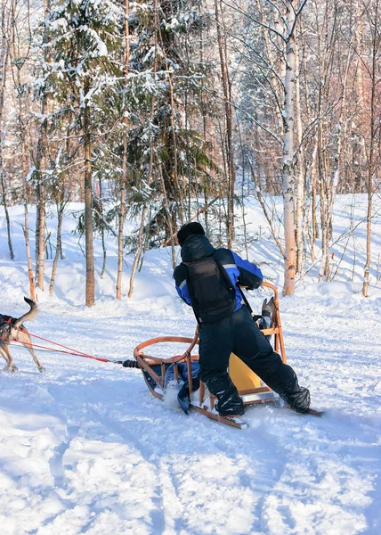 Ember lovaglás husky szánkó Lappföldön a finn téli erdő — Stock Fotó