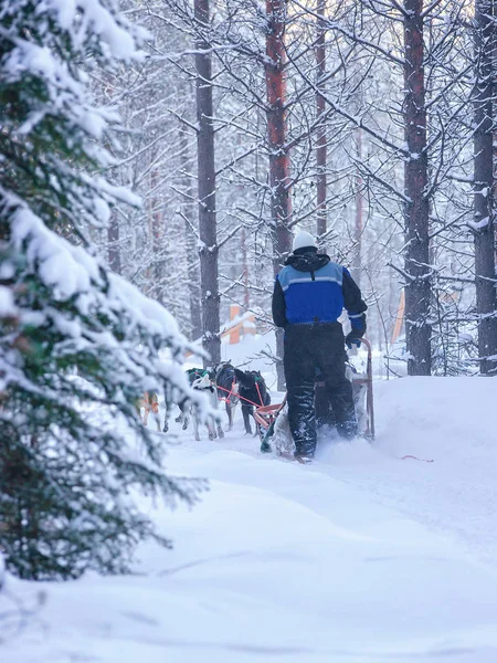 Mujer montando trineo husky en Laponia en invierno Bosque finlandés —  Fotos de Stock