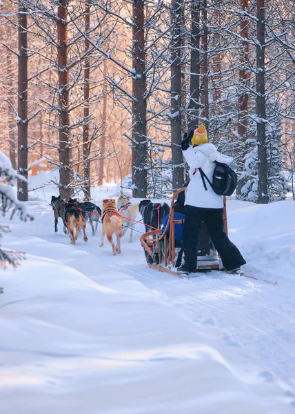 Vrouw rijden husky-slee in Lapland in de winter Finse bos — Stockfoto