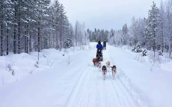 ロヴァニエミの森でハスキー犬そりに乗って家族 — ストック写真