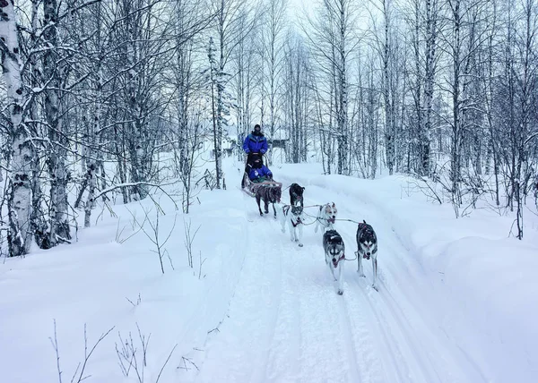 Familia montar perros husky trineo en el bosque de Rovaniemi —  Fotos de Stock