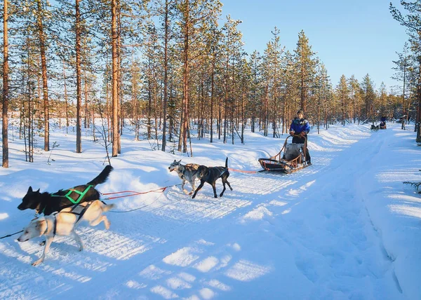 Familie rijden husky slee in Lapland in de winter Finland — Stockfoto