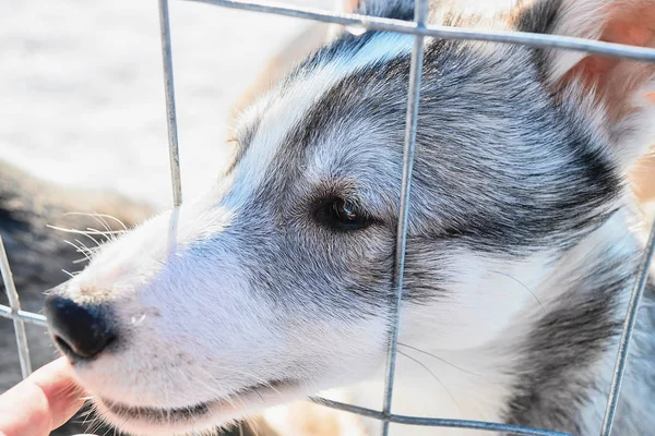 Cara de cachorro husky engraçado em toda a grade — Fotografia de Stock