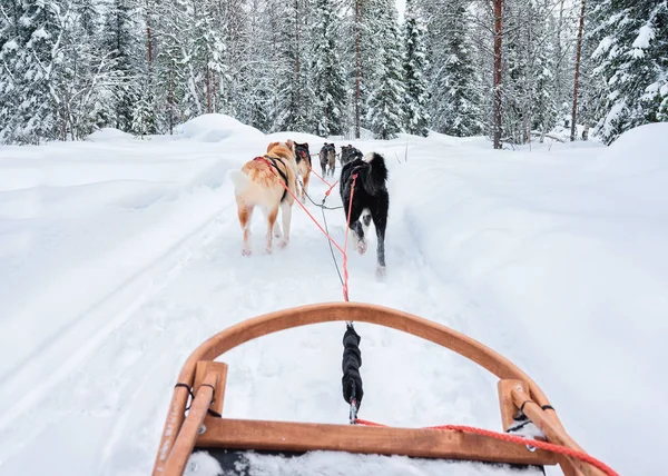 Psy Husky v saně v lese Rovaniemi — Stock fotografie