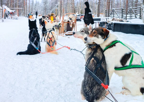 Chiens Husky en traîneau dans la forêt d'hiver Rovaniemi — Photo