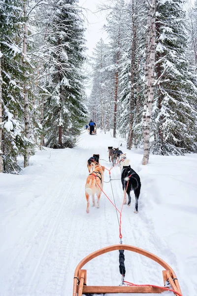 Husky honden slee in Rovaniemi bos — Stockfoto