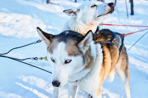 Psy Husky v saně v zimním lese v Rovaniemi — Stock fotografie