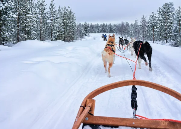 Husky perros en trineo en el bosque de Rovaniemi — Foto de Stock