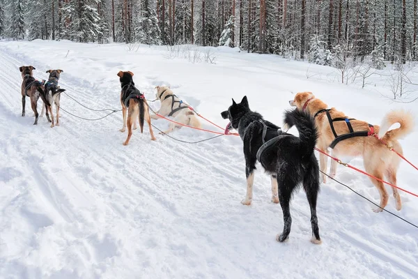 Husky собак в упряжках в зимовому лісі в місті Рованіємі — стокове фото
