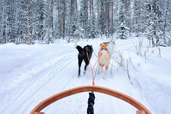 Perros Husky en trineo en el bosque de Rovaniemi —  Fotos de Stock
