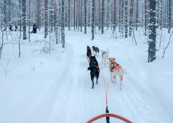 Psy Husky v saně v lese Rovaniemi — Stock fotografie