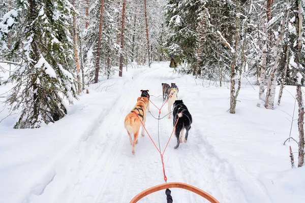 Husky psy w sanki w lesie Rovaniemi — Zdjęcie stockowe