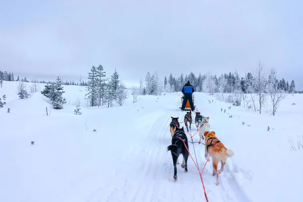 Husky cães em trenó na floresta de Rovaniemi — Fotografia de Stock