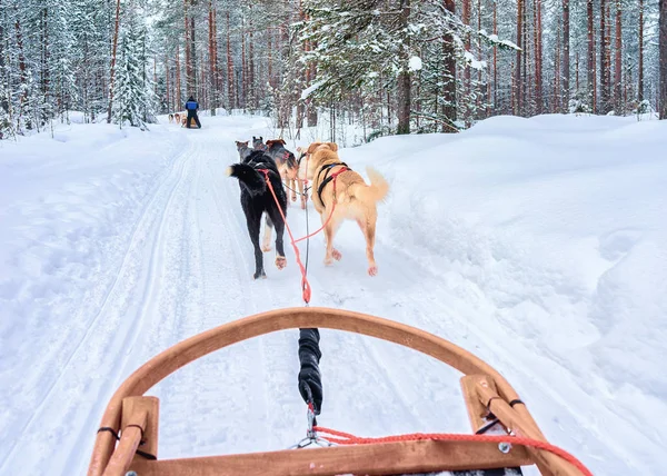 Psy Husky v saních v lese Rovaniemi — Stock fotografie