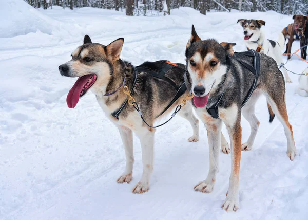 ロヴァニエミの冬の森でそりハスキー犬 — ストック写真