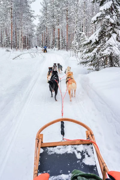 Cani robusti sulla slitta nella foresta di Rovaniemi — Foto Stock