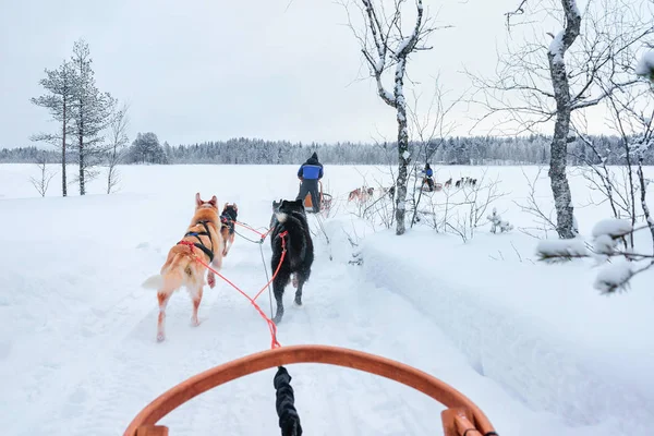 Schor Honden op het rodelen bij Rovaniemi forest — Stockfoto