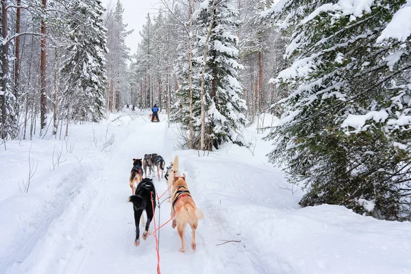 Husky dogs on sledge in Rovaniemi forest — Stock Photo, Image