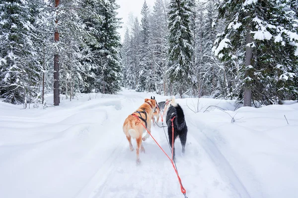 Psy Husky na saních v lese Rovaniemi — Stock fotografie