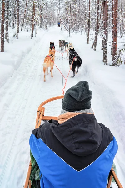 Ember lovaglás husky szánkó a téli finn lappföldi — Stock Fotó