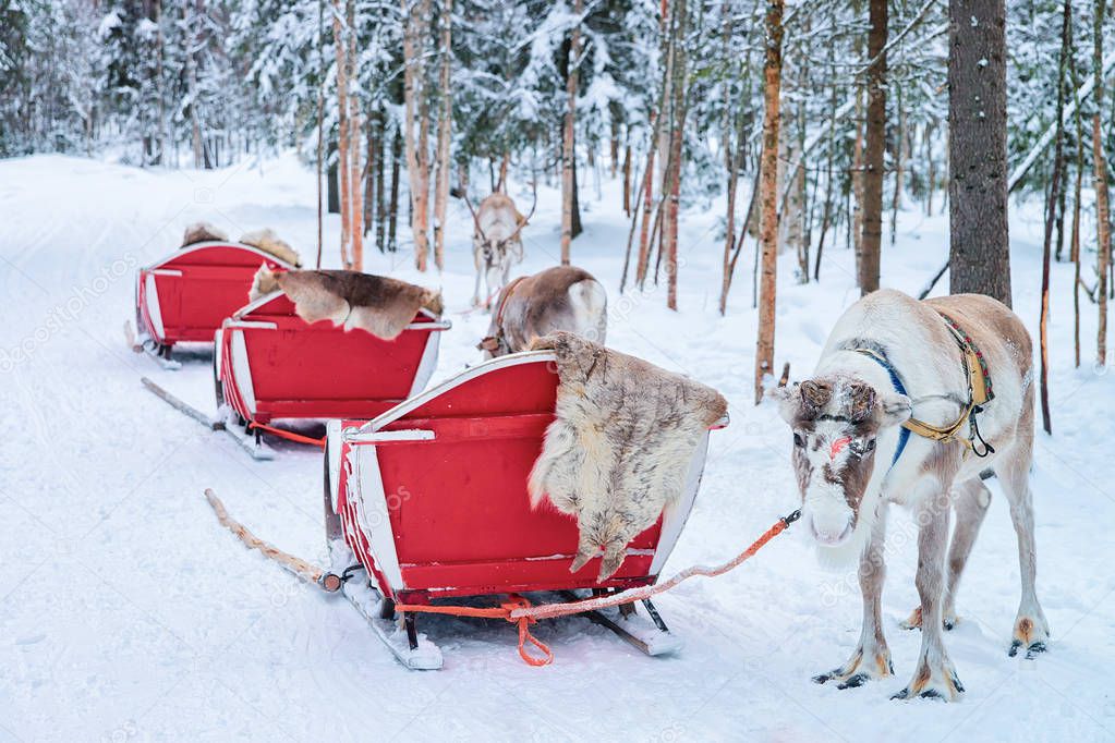 Reindeer with sled caravan in winter forest in Rovaniemi