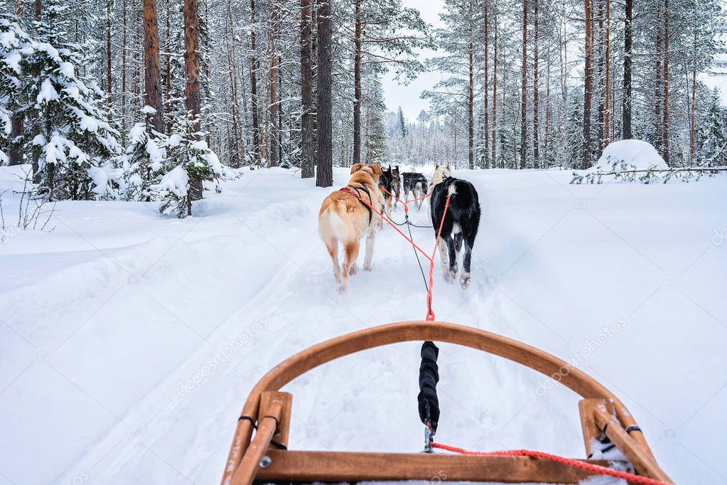 Husky dogs on sledding in Rovaniemi forest