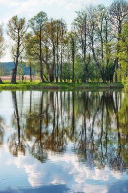 Ağaçlar ve gölet Bialowieza Milli Parkı Polonya yansıtan gök