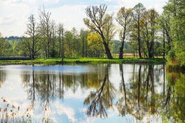 Ağaçlar ve gökyüzü yansıma gölet Bialowieza Milli Parkı Polonya