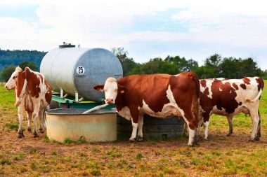 İnekler watertrough arazide de