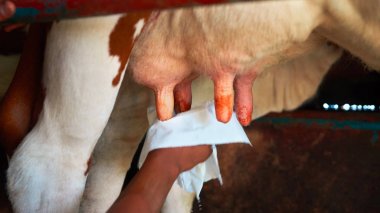 Fatmilking inek sağım önce mutlak