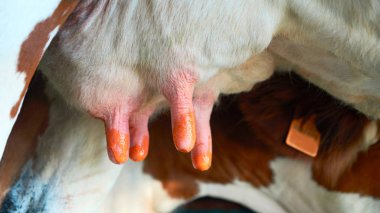 Fatmilking ineklerin sağım işlemi önce mutlak