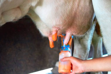 Fatmilking ineklerin sağım işlemi önce mutlak