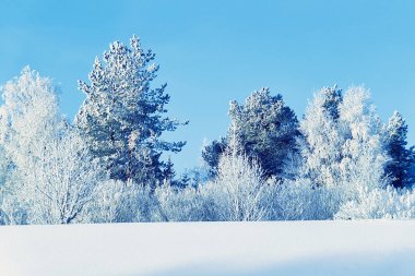 Snowy orman kış Rovaniemi