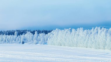 Kış Rovaniemi karlı orman