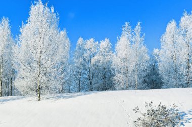 Karlı kış Rovaniemi ormanda ağaçlarda