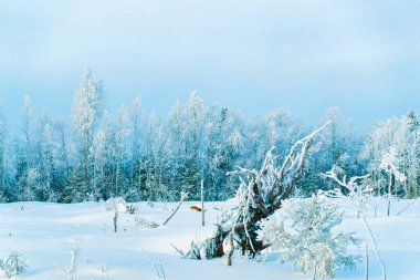 Karlı kırsal kış Rovaniemi adlı ağaçlarının