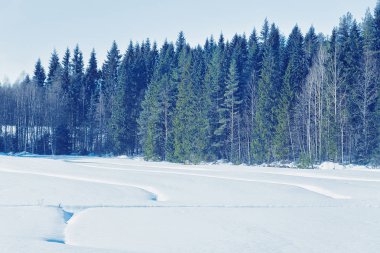 Rovaniemi kırsalında karlı kış ormanı